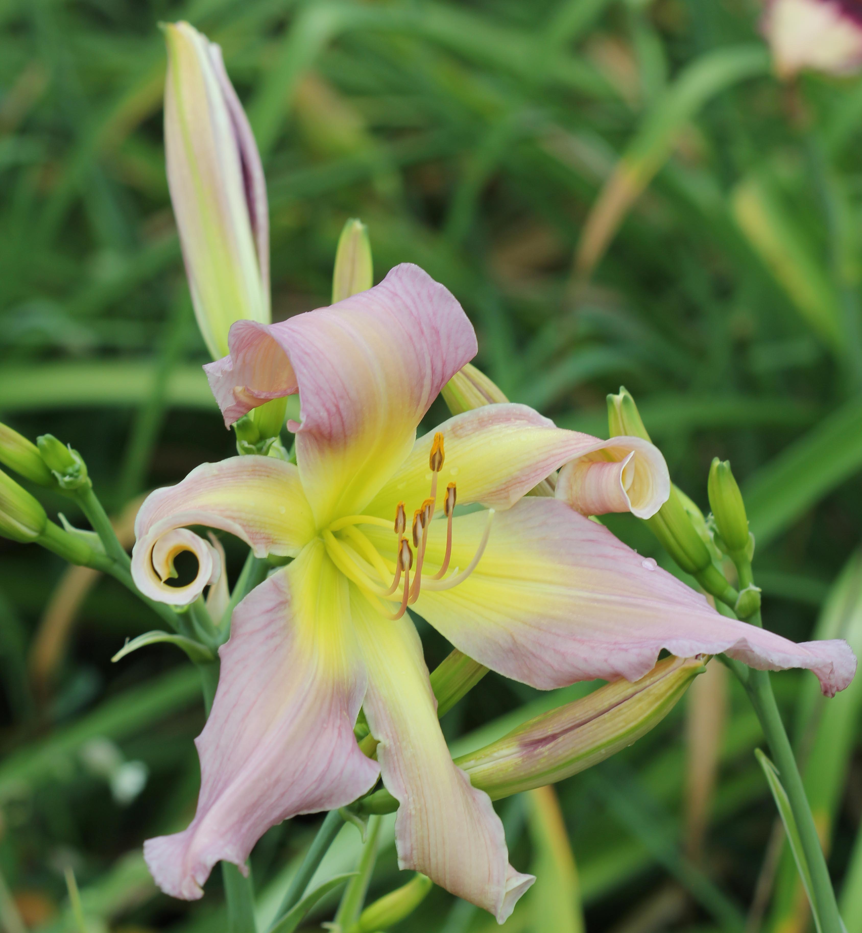 Spirit of Sapelo